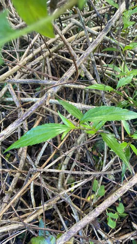Spreading Snakeroot — photo by jmrgardens