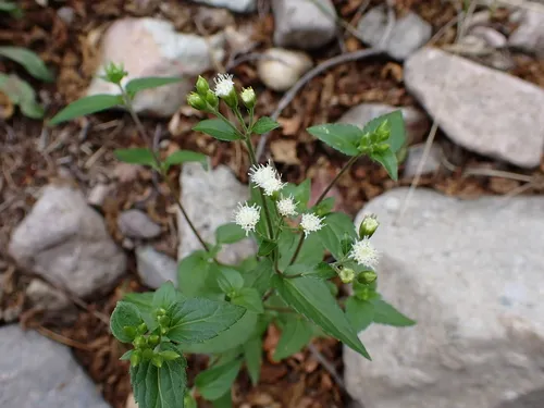 Rothrock's Snakeroot — photo by Radha Veach