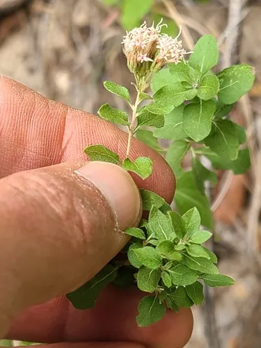 Wright's Snakeroot — photo by esophiea