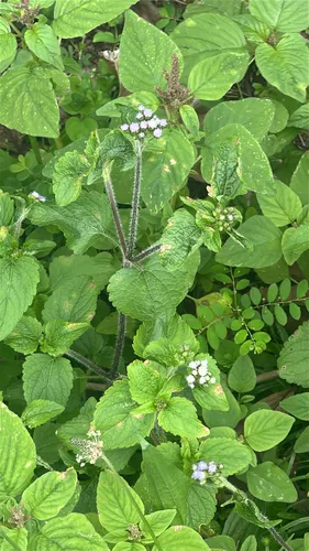 Tropical Whiteweed