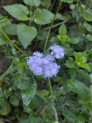 Bluemink