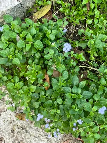 Cape Sable Whiteweed