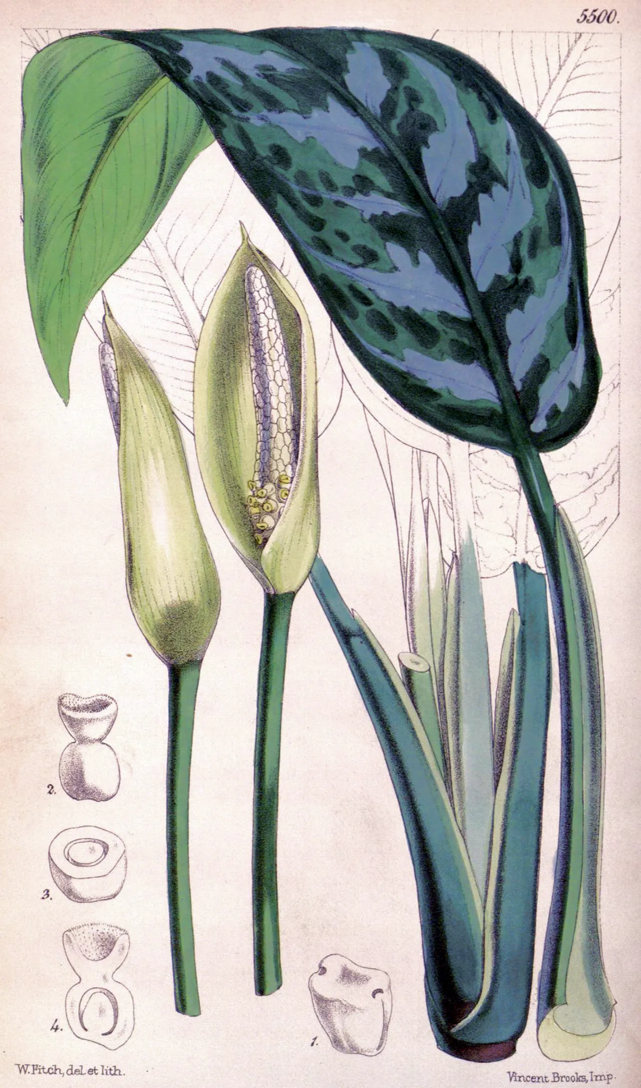 Philippine Evergreen (var. maculatum) — photo by W. Fitch (d. 1892) (drawn & engraved by Fitch)