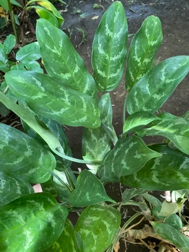 Philippine Evergreen — photo by mardeletras