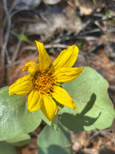 Bolander's Mule-ears