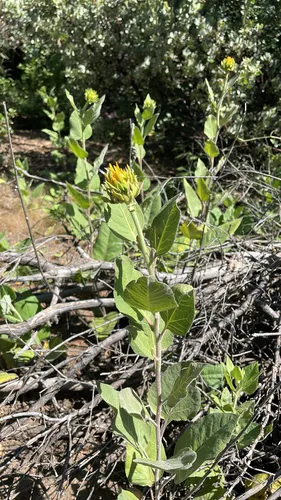 Hall's Mule-ears — photo by bokerbill