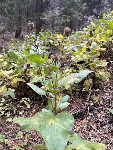 Coville's Mule-ears