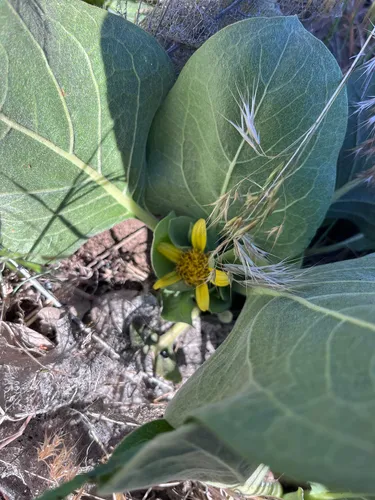 Southern Mule-ears