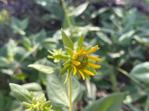 El Dorado Mule-ears