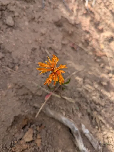 Orange Agoseris