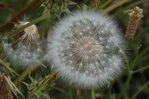 Bigflower Agoseris