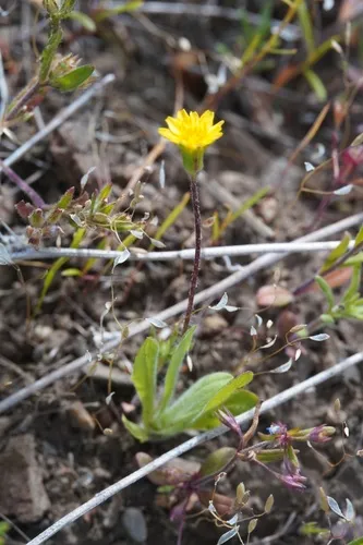 Annual Agoseris