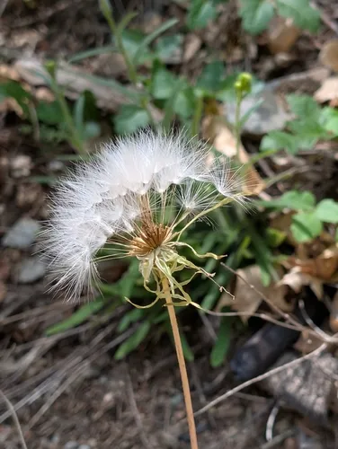 Spearleaf Agoseris — photo by DJ