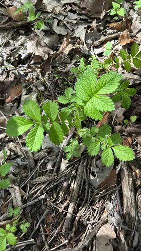 Tall Hairy Agrimony