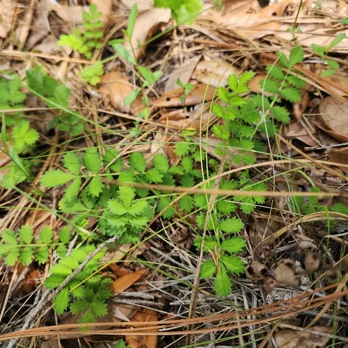 Incised Agrimony