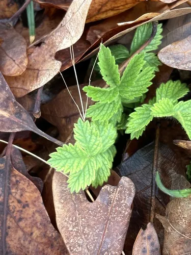Soft Agrimony