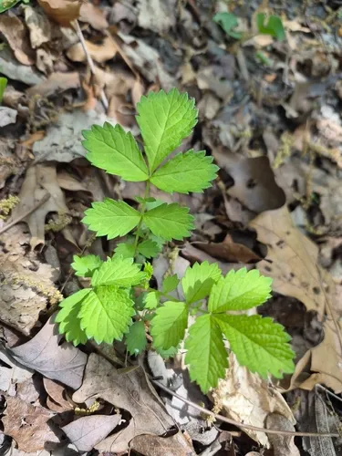 Beaked Agrimony