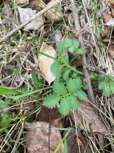 Roadside Agrimony