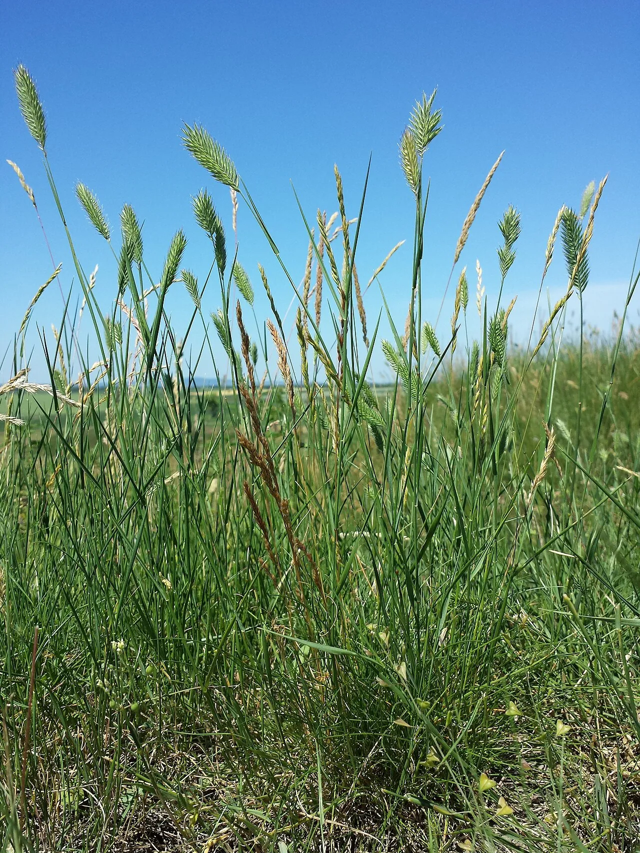 Crested Wheatgrass (subsp. pectinatum) — photo by Stefan.lefnaer