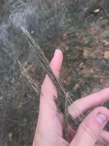 Desert Wheatgrass
