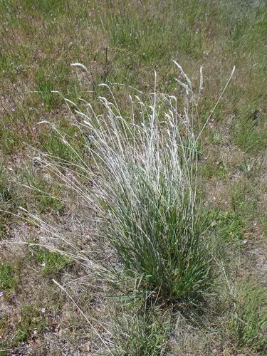Siberian Wheatgrass
