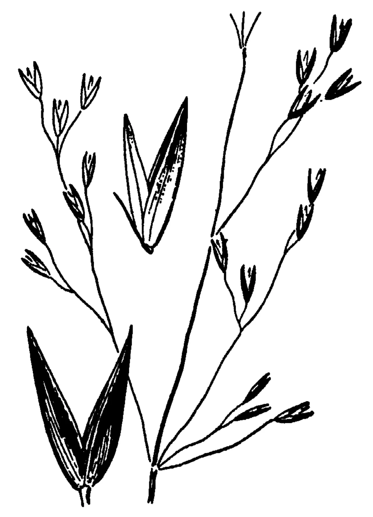 Arctic Bentgrass