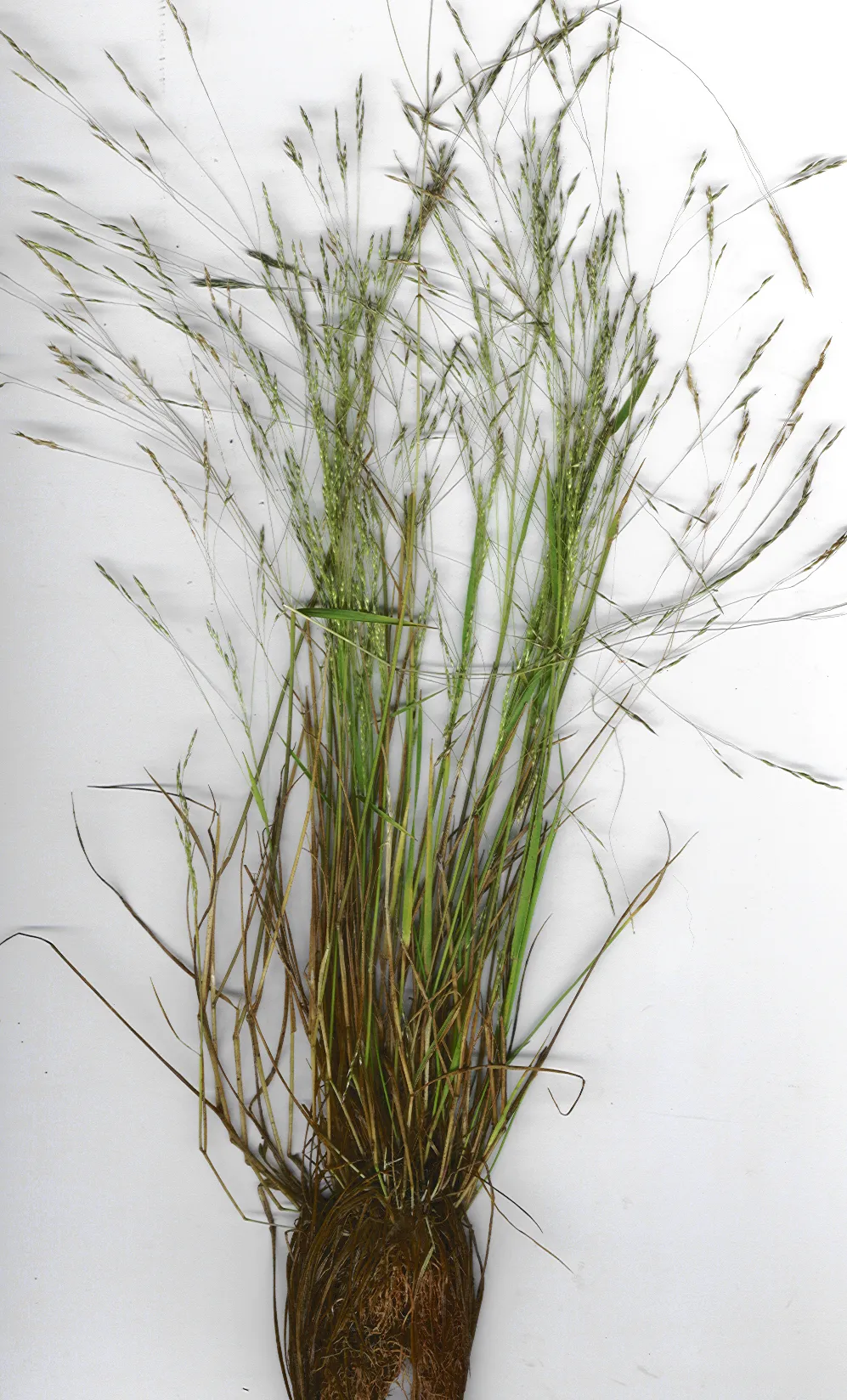 Pacific Bentgrass — photo by Forest & Kim Starr