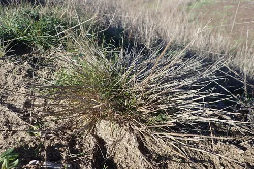 Blasdale Bentgrass