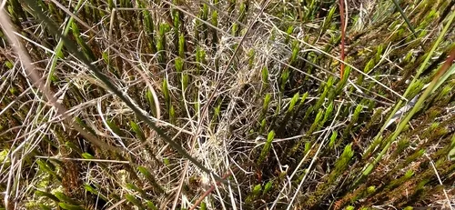 Velvet Bentgrass