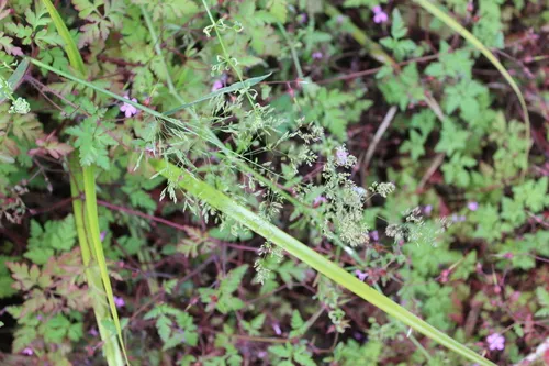 Bentgrass — photo by Joe Dillon