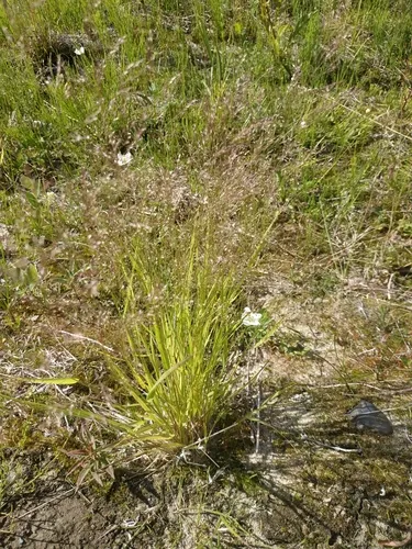 Clavate Bentgrass