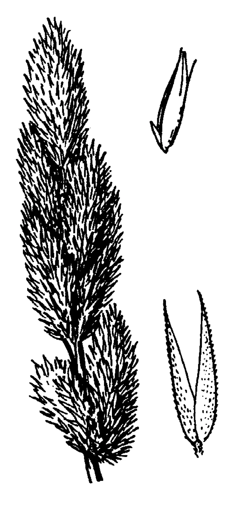 Coastal Bluff Bentgrass