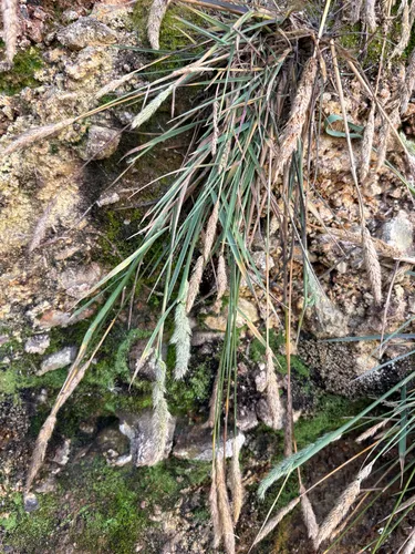 California Bentgrass