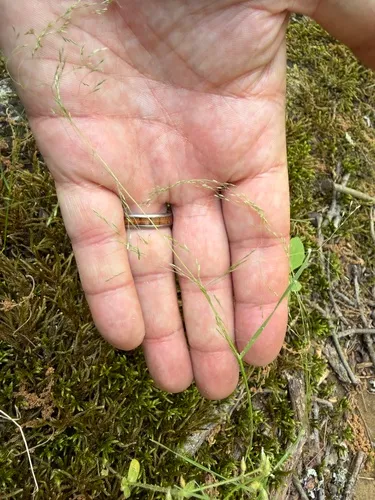 Elliott's Bentgrass — photo by Christopher David Benda