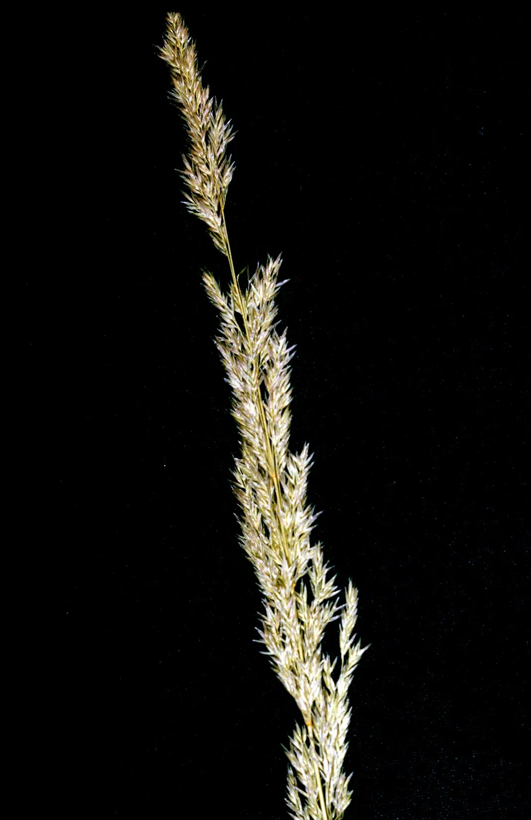 Spike Bentgrass — photo by Robert H. Mohlenbrock. USDA NRCS. 1992. Western wetland flora: Field office g…
