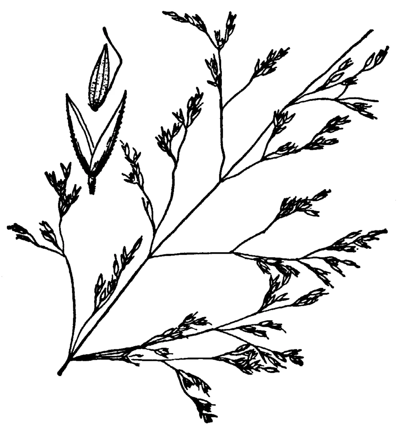 Hoover's Bentgrass — photo by Hitchcock, A.S. (rev. A. Chase). 1950. Manual of the grasses of the United St…