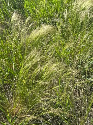 Winter Bentgrass