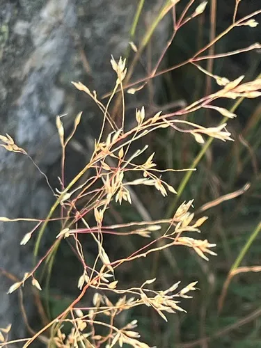 Northern Bentgrass — photo by J Loane Ward