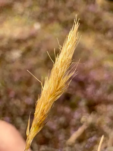 Small-leaf Bentgrass — photo by nathantay