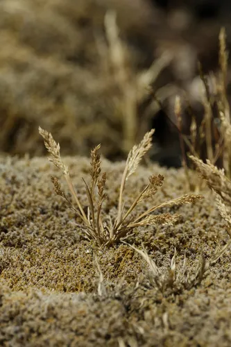 Ross' Bentgrass — photo by Rob Simpson