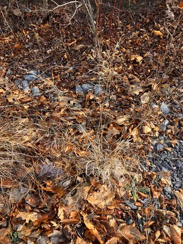 Rough Bentgrass — photo by Eric M Powell