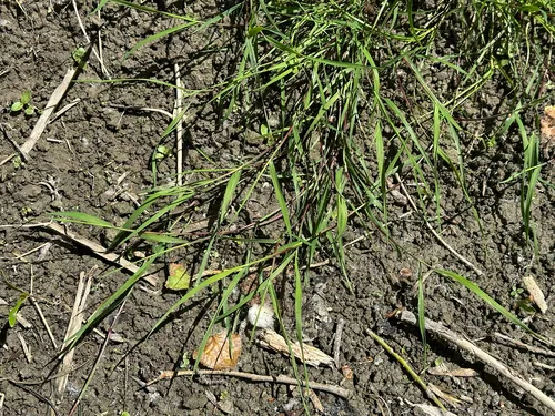 Creeping Bentgrass — photo by Sebastian J. Dunkl