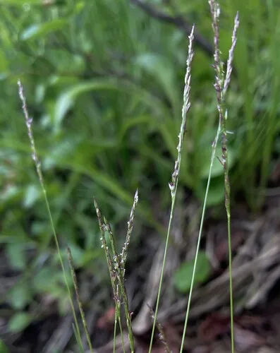Mountain Bentgrass — photo by Peter Zika