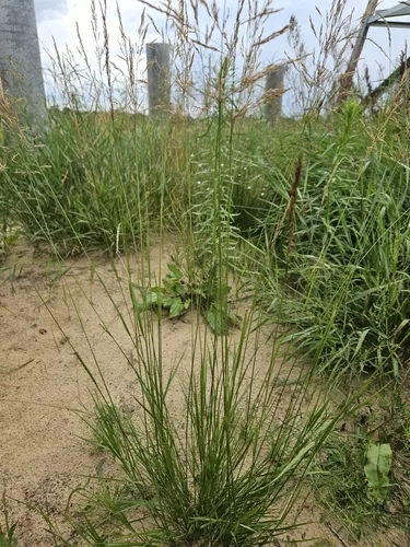 Brown Bentgrass