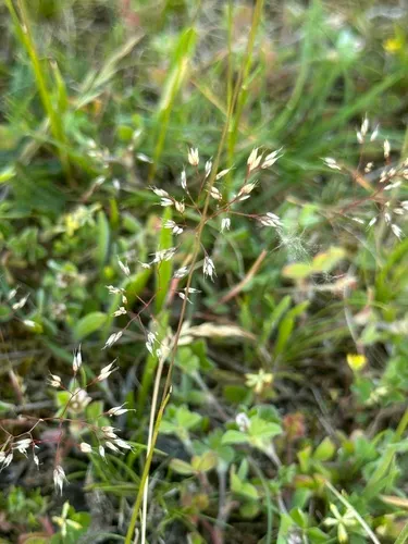 Silver Hairgrass