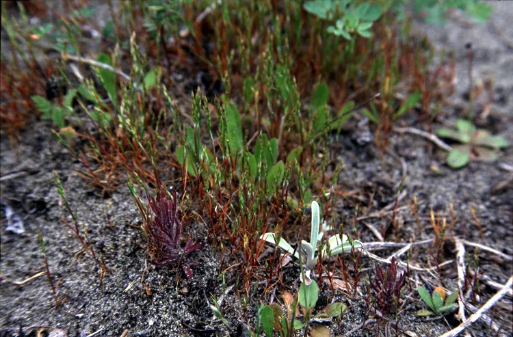 Yellow Hairgrass