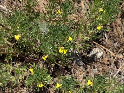 Yellow Bugle