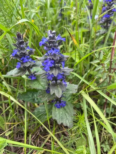 Blue Bugle