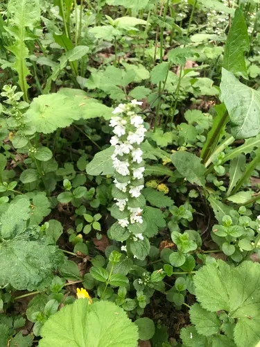 Common Bugle