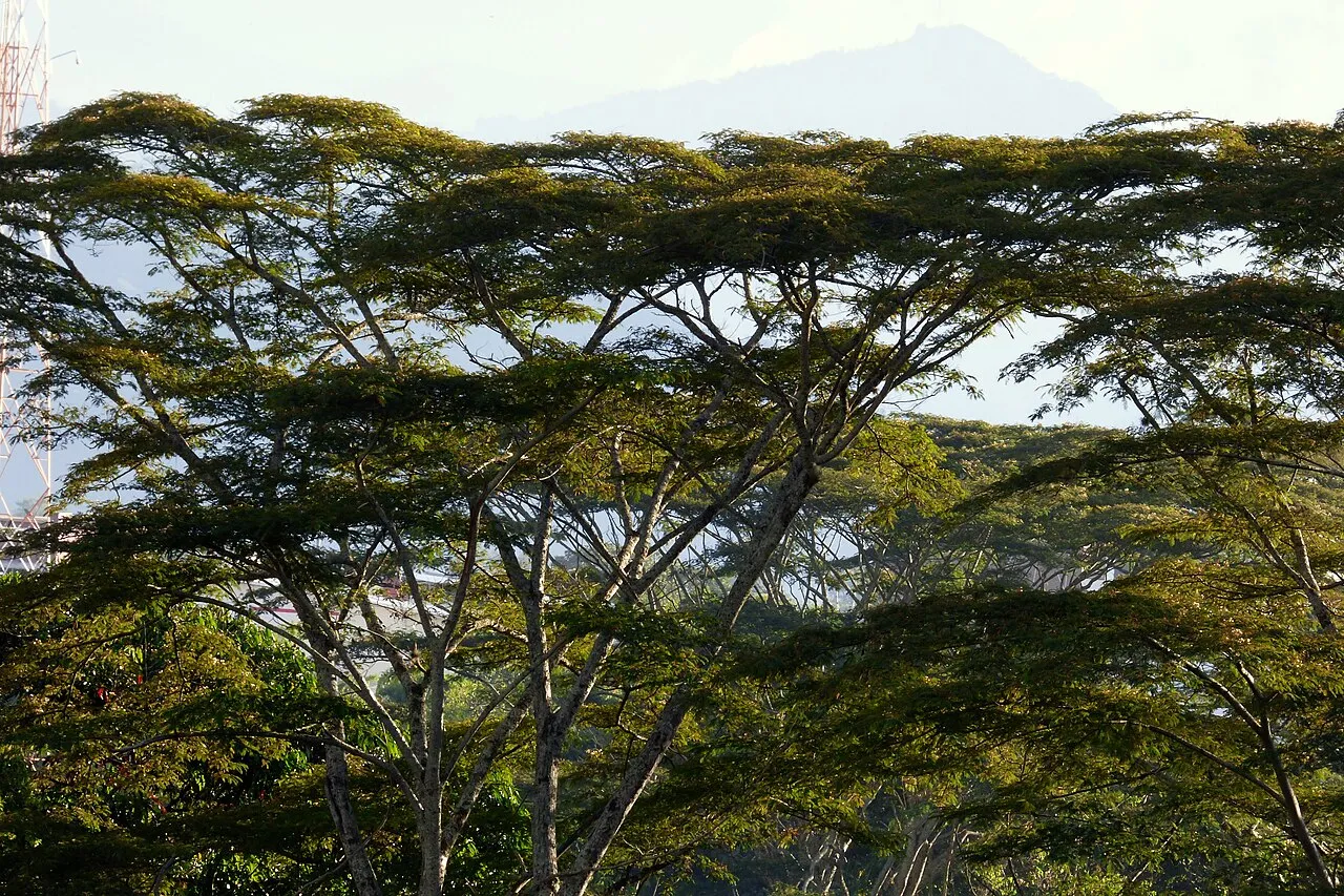 Naked Albizia